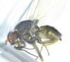 Calliopum sp.